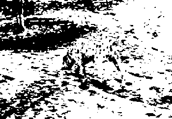 DalmatianDog