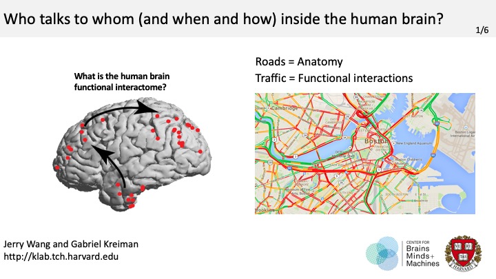 Mesoscopic interactions in the human brain