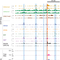 enhancers transcriptional regulation