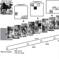 Singer et al temporal asynchrony and object recognition